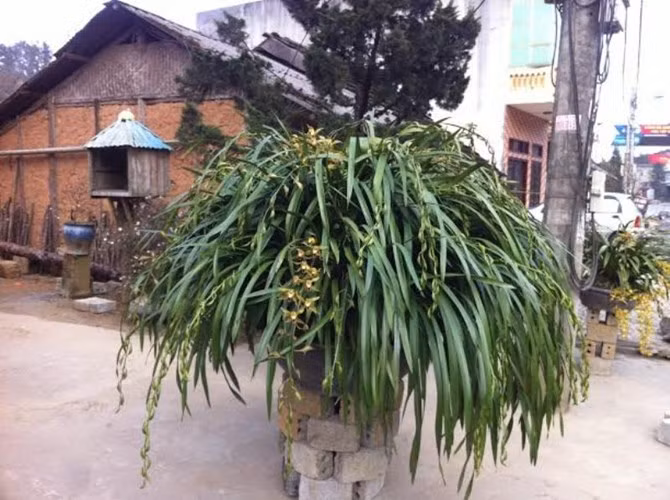 Nếu không mua cả chậu địa lan, khách mua lẻ cành địa lan Trần Mộng cần chi từ 500.000 đồng đến 1 triệu đồng/cành. Những chậu có từ 10 cành hoa, có giá "mềm" hơn, từ 800.000 đồng đến 6 triệu đồng. Hình ảnh một chậu địa lan Trần Mộng Sa Pa từng được rao bán với giá 30 triệu đồng.