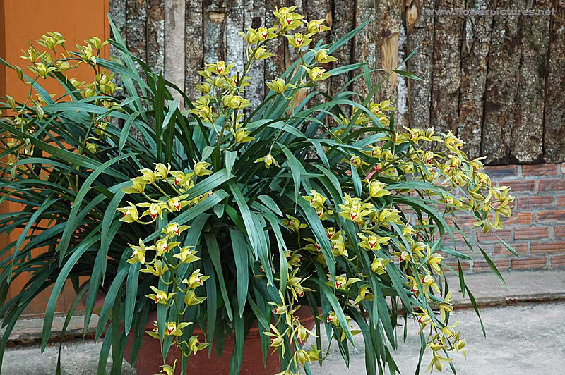 Những chậu lan chơi Tết được liệt vào hàng "khủng" có thể kể đến dòng địa lan Trần Mộng (Sa Pa). Với số lượng cành hoa từ 50 trở lên, những chậu lan như vậy có giá từ 30 - 70 triệu đồng. Cá biệt những chậu có từ 100 cành trở lên sẽ được rao bán cả trăm triệu đồng.