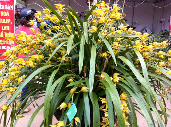 Địa lan Trần Mộng Sapa là nổi tiếng hơn cả. Theo những người trồng địa lan, điều kiện lý tưởng để hoa nở đẹp nhất là từ 18 – 20 độ C. Nếu trời quá lạnh hoa sẽ thâm, trời nóng quá hoa cũng sẽ bị tàn lụi.