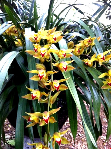 Để có những chậu hoa nở đúng dịpTết, ngoài kỹ thuật chăm sóc của nhà vườn còn phụ thuộc rất lớn vào yếu tố thời tiết.