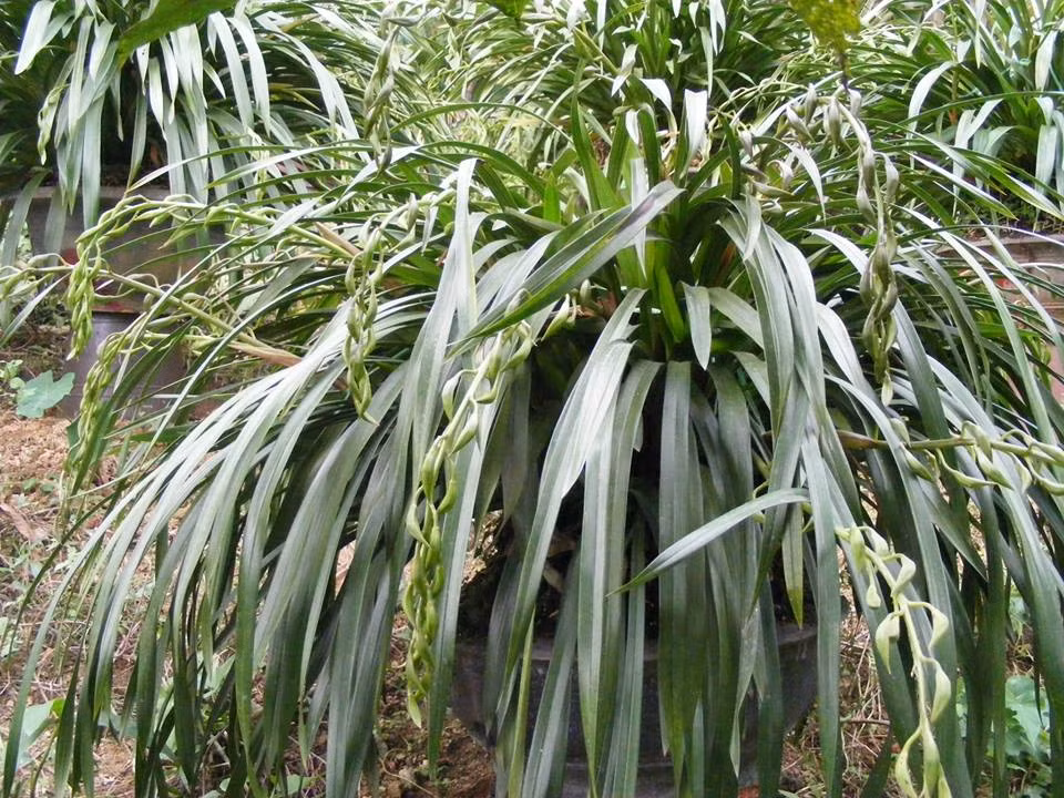 Vì hiếm những chậu địa lan hàng trăm cành nên muốn sở hữu chúng các đại gia phải đặt trước nhà vườn từ vài tháng. Gần sát Tết, giá của lan Trần Mộng lại tăng lên do công vận chuyển và độ khan hiếm.