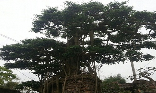 Cận cảnh gốc sanh cổ.