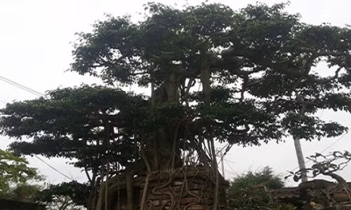 Cận cảnh gốc sanh cổ.