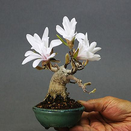 Những bông hoa trắng tinh khôi tô điểm thêm vẻ ấn tượng của chậu cảnh bonsai.