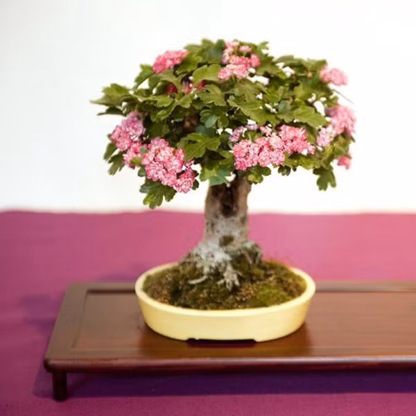 Một chậu bonsai nở hoa rực rỡ.