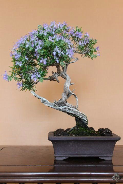 Một chậu bonsai gây ấn tượng nhờ thế đẹp, hoa tím nở rộ.