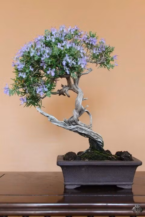 Một chậu bonsai gây ấn tượng nhờ thế đẹp, hoa tím nở rộ.