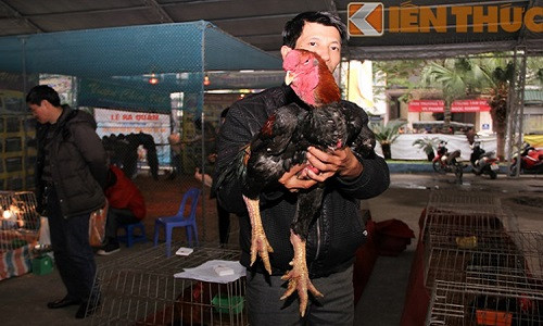 Trong số năm loại gà tiến vua độc nhất vô nhị ở Việt Nam, gà Hồ là một trong những loại được ưa thích trong nhiều năm gần đây vì mang lại nguồn lợi kinh tế cho các trang trại chăn nuôi. Chúng được nuôi nhiều ở các trại gà Bắc Ninh, Hưng Yên. Trung bình, gà Hồ nặng từ 4-5kg, có những con nặng tới 7kg.