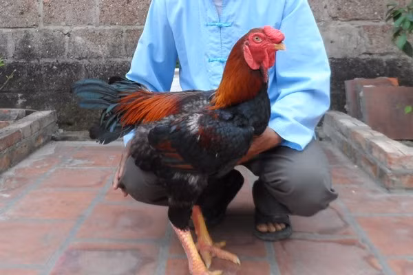 Mỗi con gà Hồ có thể được rao bán từ 4-5 triệu đồng, thậm chí, từng có con được trả giá 40 triệu đồng. Vào các dịp lễ tết, gà Hồ thường được mua biếu hoặc chúng được mua để nuôi cảnh (nhiều hơn là làm thương phẩm, giết thịt). Theo những người nuôi gà Hồ lâu năm, một con gà Hồ đạt chuẩn cần "đại thanh, cổ trường, mắt hạt nhãn", tiếng gáy váng, cổ cao, dài và mắt đen như hạt nhãn già.