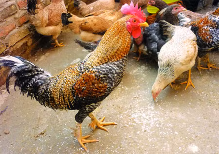 Tưởng như chỉ có trong các câu chuyện truyền thuyết, nhưng gà 9 cựa lại có thật và được nuôi nhiều ở vùng Tân Sơn (Phú Thọ). Chúng là một trong số những loại gà tiến vua nổi tiếng ở Việt Nam vì những đặc điểm độc đáo.