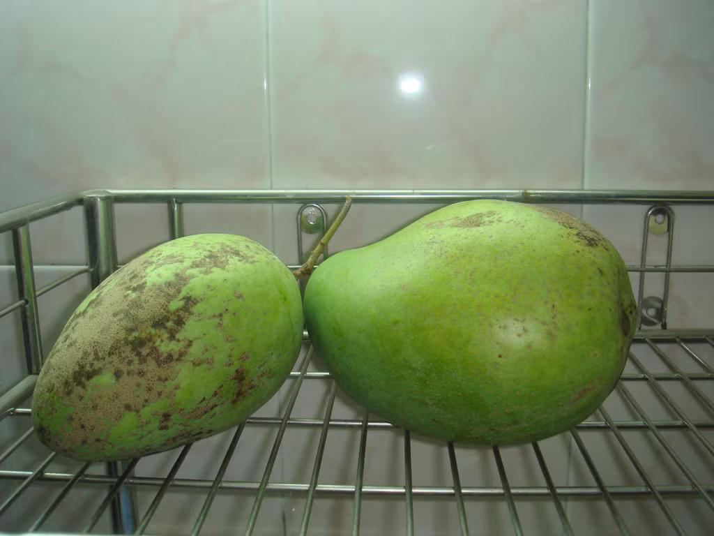 Sau khi trồng khoảng 15-18 tháng, cây có thể ra trái. Giống này khả năng chống chịu tốt, chịu được phèn, mặn, và khô hạn.