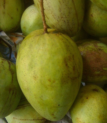 Hình ảnh xoài tứ quý khổng lồ đang gây "sốt" với các bà nội trợ Việt.