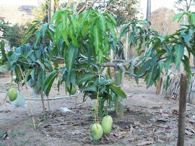 Đối với những địa điểm trồng thiếu không gian, giống xoài tứ quý vẫn thích nghi nhờ khả năng sống tốt khi trồng chậu, đường kính chậu tối thiểu để trồng xoài tứ quý từ 0,6m. Cây có thể cắt bớt chiều cao để dưỡng thân và tàn.