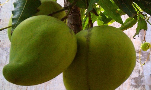 Gần đây, báo chí đưa tin bà nội trợ Việt rầm rộ tìm mua xoài tứ quý - một giống xoài có kích thước và trọng lượng khủng, cá biệt có quả lên tới 2kg. Giống xoài đang gây sốt này được trồng nhiều tại các vùng Cần Thơ, Cà Mau, Bến Tre.