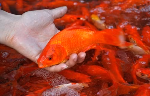 Cá chép cúng ông Táo (tùy loại và kích thước lớn nhỏ) có giá từ 8.000 - 25.000 đồng/con.