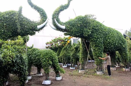Trong hình là vườn kiểng thú 12 con giáp (rồng, dê...) của ông Nguyễn Văn Công tại ấp Phú Long. Một số cây kiểng hình thú của ông đã xuất khẩu sang Singapore, Úc. Ảnh: SGTT.