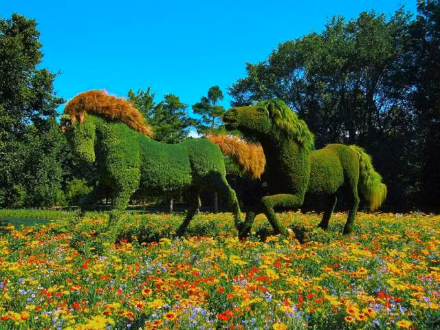 Một tác phẩm kiểng hình ngựa đẹp mắt.