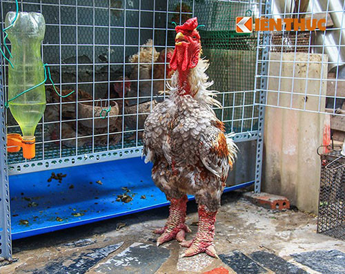 Sát Tết, gà Đông Tảo thuần chủng có giá đắt đỏ cũng khan hàng vì bán chạy. Thậm chí có những đại gia chơi ngông chi vài chục triệu đồng để mua một lứa gà lớn về tiếp đãi ngày Tết.