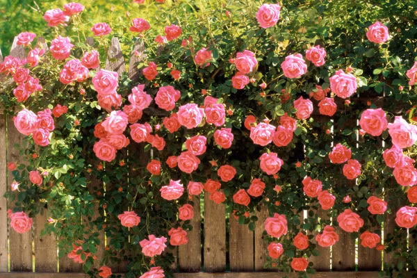 Hình ảnh đẹp mắt của loại hoa hồng "đại gia".