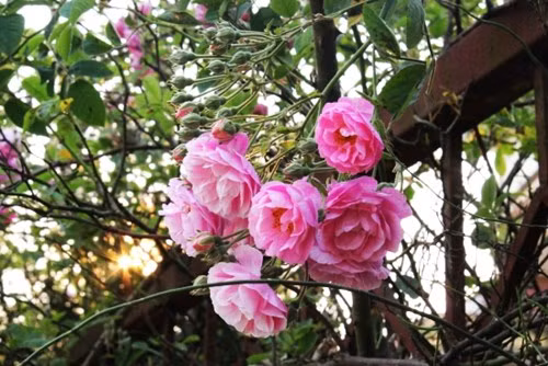 Hồng cổ Sapa cũng có thể thích nghi với nhiều điều kiện khí hậu khác nhau và chịu lạnh tới -15 độ C. Chúng thích hợp để trồng trong vườn, khuôn viên, ban công...