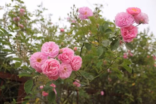 Đắt đỏ do quý hiếm một phần, phần khác, loại hồng này cho hoa đẹp và bền hơn hẳn so với các loại hồng thường, đặc điểm hồng cổ có thể ra hoa quanh năm. Mùi thơm của hồng cổ rất dễ chịu.