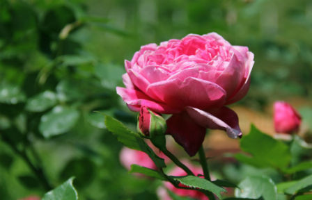 Gần Tết, giống hồng này càng thêm đắt đỏ. Khách mua đại gia thường có sân vườn rộng mới trồng loại cây cao, tán rộng, tuổi đời lâu năm.