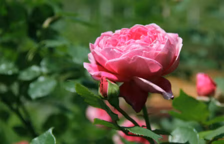 Gần Tết, giống hồng này càng thêm đắt đỏ. Khách mua đại gia thường có sân vườn rộng mới trồng loại cây cao, tán rộng, tuổi đời lâu năm.