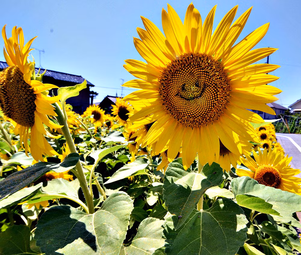 Ngam khong roi mat loat hoa moi la choi Tet 2016-Hinh-3