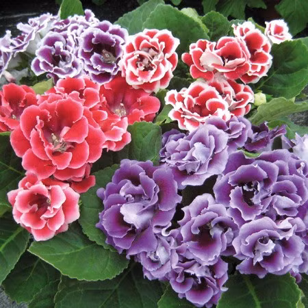 Cây hoa tử la lan hay cây hoa hồng xiêm thường được trồng chậu làm cây trang trí nội thất, trang trí bàn làm việc, đặt ở bục cửa sổ ngày Tết…