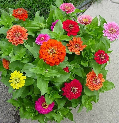 Cúc bảy màu là một trong những loại hoa chơi Tết khá lạ và đẹp mắt. Đây là loài cây thân thảo, với lá nhỏ xinh cùng màu sắc hoa nổi bật với nhiều màu khác nhau như vàng, hồng, đỏ, cam. Giá mỗi chậu hoa dao động từ 60.000 đồng trở lên.