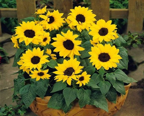 Hướng dương lùn trồng chậu với sắc vàng tươi tắn được nhiều cửa hàng hoa, cây cảnh bán trong dịp đón Tết. Giá mỗi chậu dao động từ 50.000 đồng đến 300.000 đồng (tùy số lượng cây).