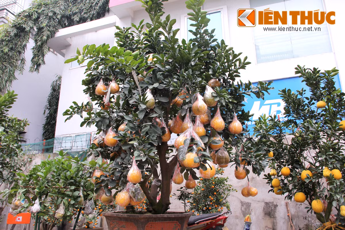 Những quả bưởi tròn, vàng óng được nhà vườn ghép lên cây trước khi mang bán khoảng 4 tháng.