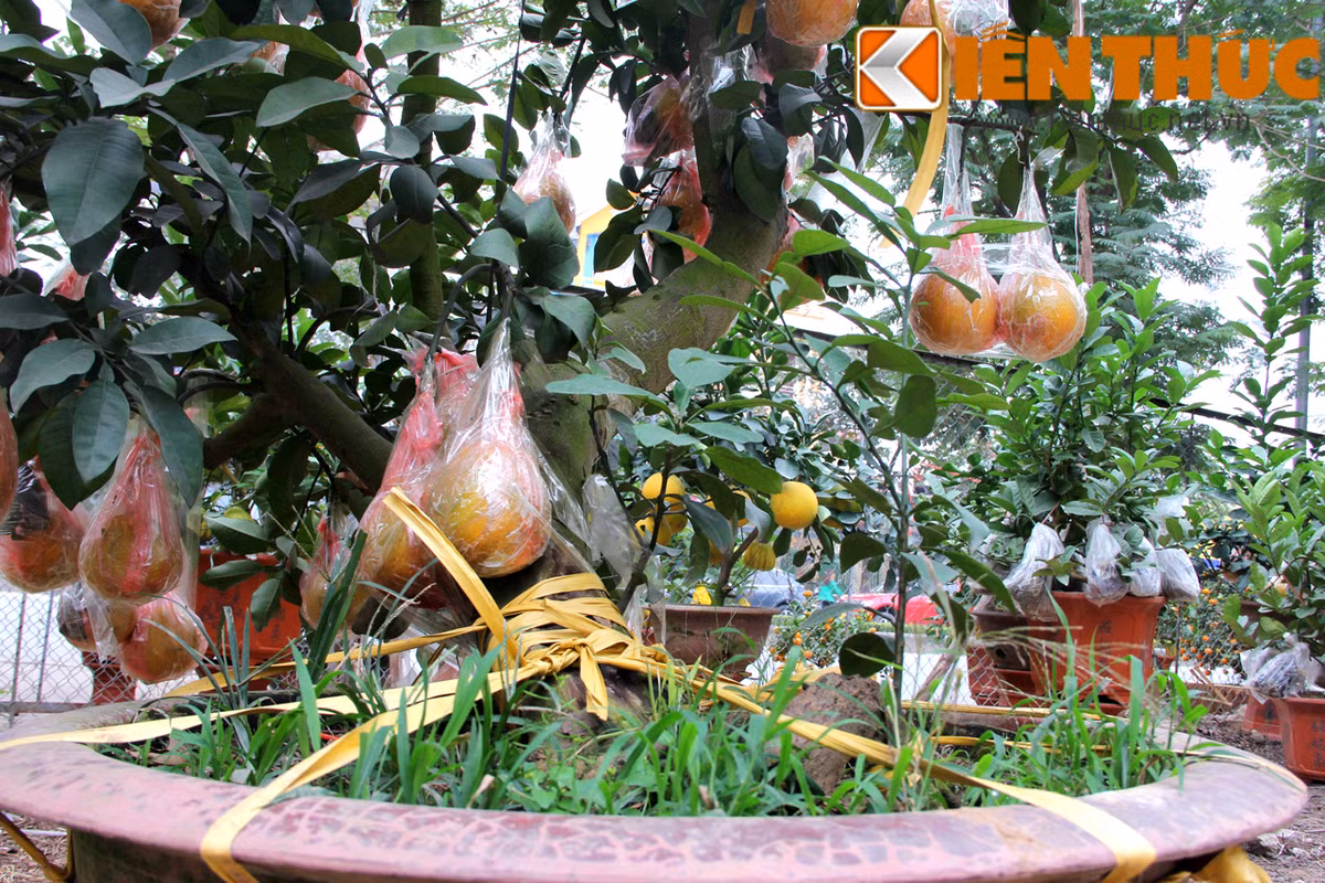 Phần gốc bưởi cảnh được cố định vào chậu bằng dây một cách chắc chắn.