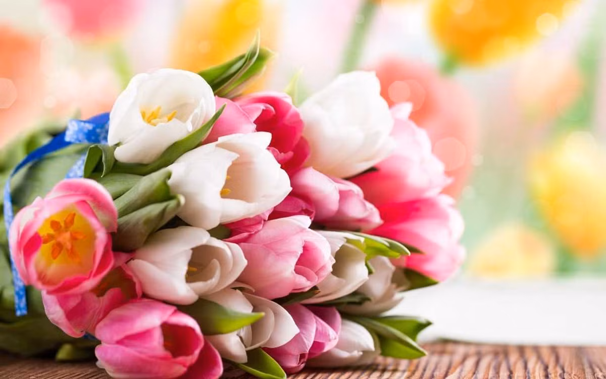 Hoa tulip Đà lạt rất đa dạng về màu sắc như đỏ, vàng, kem, trắng, tím, hồng, cam, xanh... Giá mỗi bông từ 30.000 - 50.000 đồng, bạn có thể tự mua hoa và bó chúng với ruy băng mà không quá tốn kém khi ra ngoài hàng. Món quà tự làm sẽ giúp bạn "ghi điểm" trong mắt đối phương.