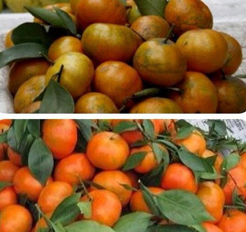 Cam canh Việt có vỏ đỏ pha vàng hoặc xanh lẫn vàng, có những quả vỏ bị rám, kích thước quả không đồng đều, quả to quả nhỏ lẫn lộn.