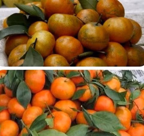 Cam canh Việt có vỏ đỏ pha vàng hoặc xanh lẫn vàng, có những quả vỏ bị rám, kích thước quả không đồng đều, quả to quả nhỏ lẫn lộn.