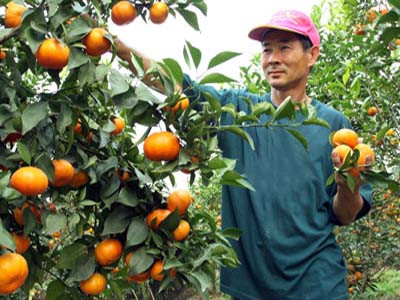 Cam canh chín đến độ vỏ bao giờ cũng có màu vàng, lấm tấm đốm xanh, cam càng già, vỏ càng mỏng, bóng.