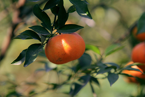 Cam ta chín tự nhiên thường có màu vàng ở đáy quả lan lên trên. Nếu thấy vỏ cam chín với các đốm vàng đều phân tán khắp vỏ thì không nên mua, vì có thể chúng bị ép chín.