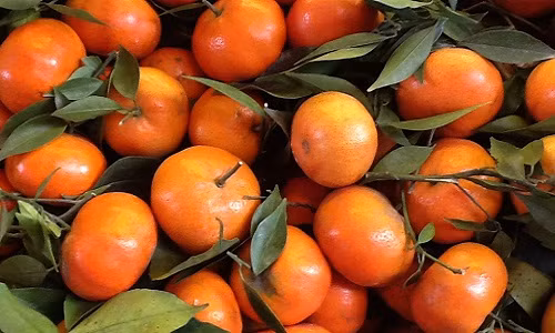 Trên thị trường có rất nhiều loại cam khác nhau, trong đó có những loại xuất xứ từ Trung Quốc "đội lốt" cam Việt Nam khiến người mua bối rối khi chọn lựa. Một số gợi ý phân biệt cam canh và cam Trung Quốc dưới đây có thể gỡ rối phần nào cho các bà nội trợ Việt.