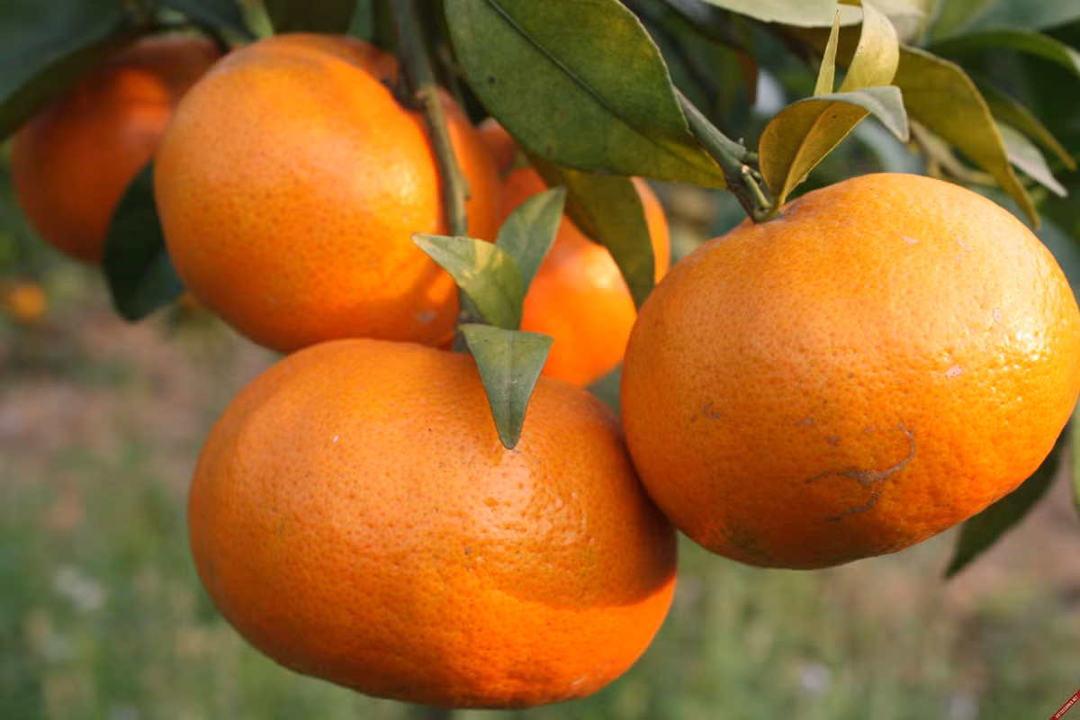 Khi mua, khách không nên chọn cam canh có vỏ khô, nắn thấy cứng vì cam đó có ruột bị khô hoặc ít nước. Những quả có màu tươi tự nhiên, chuyển sang vàng và có pha chút màu xanh (phần vàng nhiều hơn phần xanh) đó là khi cam đến độ thu hoạch, có vị ngọt, có thể bảo quản được lâu hơn.