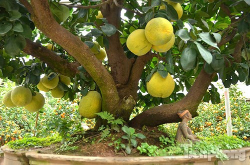 Những quả bưởi trên cây đều tự nhiên, không cấy ghép. Bưởi ngũ phúc tượng trưng cho sự cầu mong may mắn, tiền tài, phúc lộc năm mới.