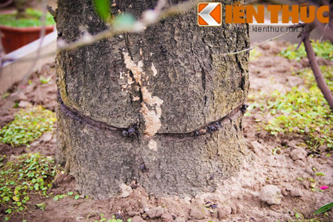 Đào thế có đường kính 70cm, gốc và thân cây mốc meo, xù xì. Đây là gốc đào ghép. Theo chủ vườn, dòng đào ghép thường được chuộng thuê hơn là mua đứt bởi thời gian chơi dòng đào này không được lâu.