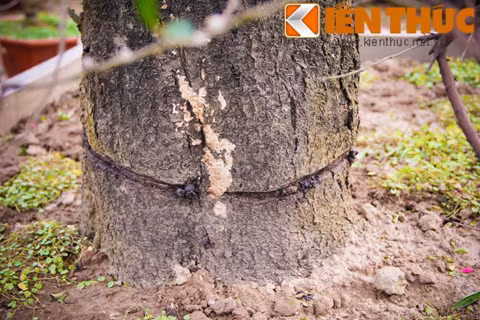 Đào thế có đường kính 70cm, gốc và thân cây mốc meo, xù xì. Đây là gốc đào ghép. Theo chủ vườn, dòng đào ghép thường được chuộng thuê hơn là mua đứt bởi thời gian chơi dòng đào này không được lâu.