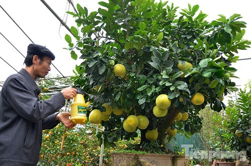 Trong số các loại cây cảnh Tết 2016 vừa được bung hàng, cây bưởi cảnh ngũ phúc, có gần 100 trái vàng của chủ vườn ở Tây Hồ khá gây sự chú ý. Theo chủ vườn này tiết lộ, cây bưởi sẽ cho thuê với giá 50 triệu đồng dịp Tết Bính thân.