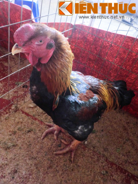 Cũng theo tiểu thương này, hầu hết những người sành chơi, mê chơi sinh vật cảnh tìm mua gà Hồ để nuôi hoặc làm quà biếu Tết. Chúng thường xuất hiện trong tranh Đông Hồ như biểu trưng của sự đại cát, sung túc an lành năm mới. Những con gà Hồ có cổ cao, tiếng gáy to và mắt đen như hạt nhãn bao giờ cũng được giá và là giống tốt. Khi mua, khách nên chọn những con cân đối, khỏe, mào căng.