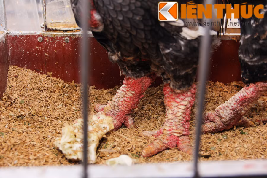 Chân gà Đông Tảo thuần chủng có màu đỏ hơn, dày hơn, trong khi chân gà lai thì màu vàng hơn.