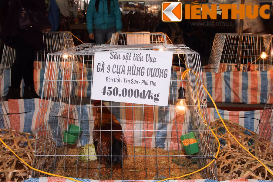 Bên cạnh gà Hồ tiến vua của Bắc Ninh, gà 9 cựa - sản vật tiến vua của vùng Tân Sơn - Phú Thọ được rao bán với giá 450.000 đồng/con. Theo anh Thanh Dũng (tiểu thương cung cấp gà 9 cựa): "Trung bình mỗi con gà nặng từ 2 kg, khách mua sẽ tốn từ 900.000 đồng đến trên 1 triệu đồng để mua. Gà 9 cựa khá hiếm, có những con được rao bán hàng chục triệu đồng".