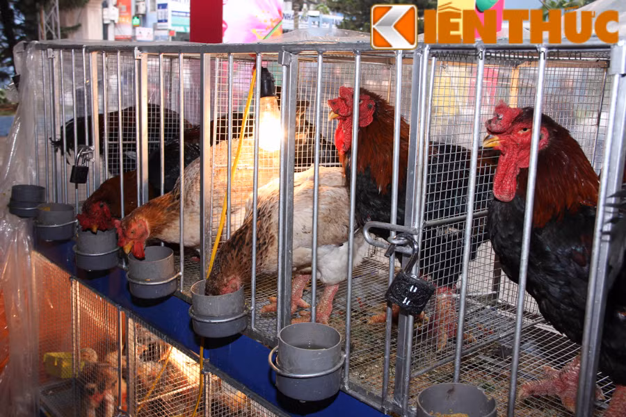 Theo những người có kinh nghiệm nuôi giống gà này lâu năm, một trong những cách chọn gà Đông Tảo biếu Tết là nhận diện qua màu lông của chúng. Khi trưởng thành, gà mái có lông vàng nhạt hoặc nâu nhạt. Gà trống có lông màu mận chín pha đen, đỉnh đuôi và cánh có màu lông đen ánh xanh. Mào kép, nụ, hoa hồng hoặc bèo dâu. Thân hình to, ngực sâu, lườn rộng dài, xương to.