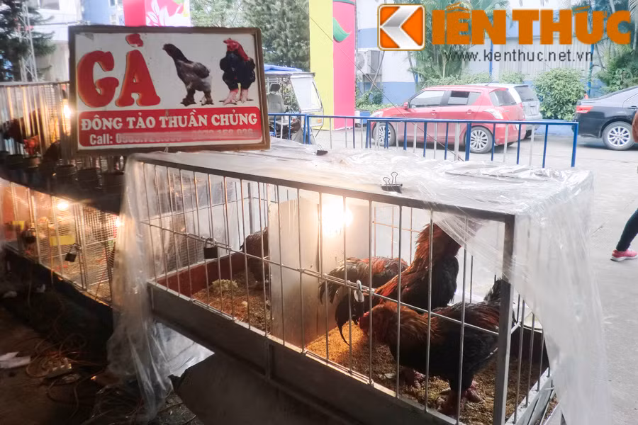 Tuy nhiên, để nuôi được những con gà đẹp, người chủ phải cẩn thận từ khâu chọn giống đến chăm sóc tới khi gà trưởng thành.