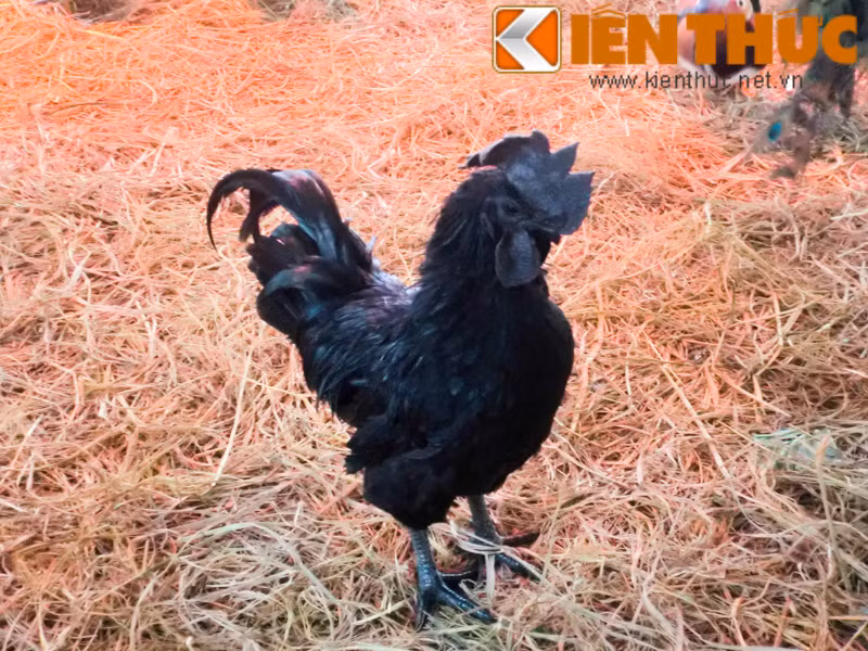 Bên cạnh các giống gà tiến vua quen thuộc, nhiều người tò mò với gà đen Indonesia. Loại gà này từng được rao bán trên thế giới với giá hàng nghìn đô la.